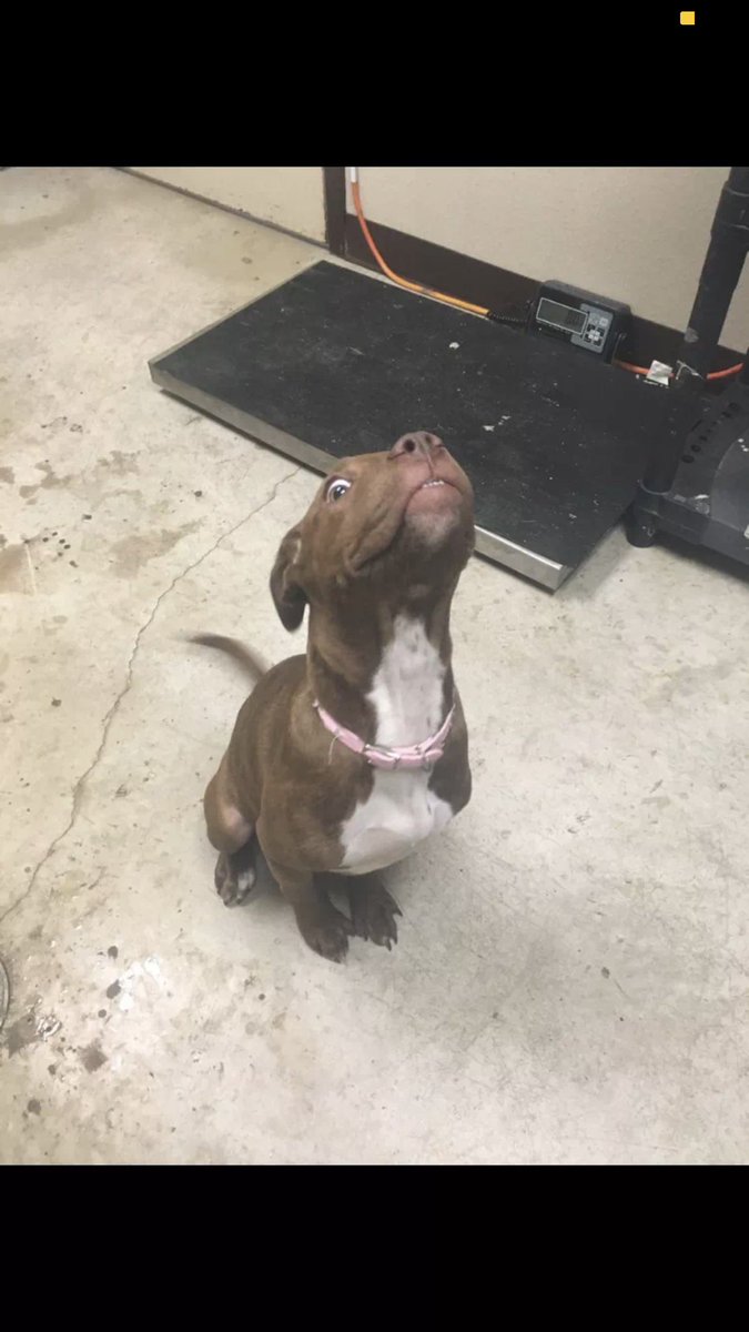mackkowens151's tweet photo. i couldnt think of a funny caption but he was really cute so i was just sharing it with everyone https://t.co/Vl26TKtkDZ