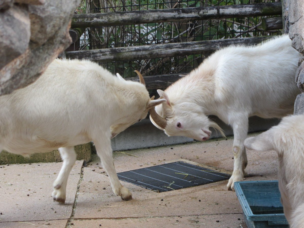 到津の森公園 ヤギの頭突き ヤギの運動場付近から ゴツン ゴツン と妙な音が聞こえ ヤギに近付いてみるとヤギの頭突きを見ることが出来ました 結構大きな音でびっくり ヤギ ヤギの頭突き Itozuzoo 到津の森公園 ヤギの頭突き ヤギの運動場付近から ゴツン ゴツン と妙な音が聞こえ ヤギに近付いてみるとヤギの頭突きを見ることが出来ました 結構大きな音でびっくり ヤギ ヤギの頭突き Itozuzoo