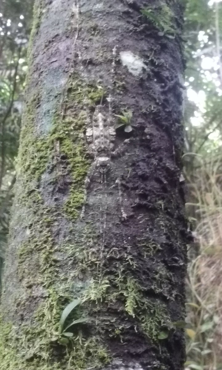 Ben_et_Titi's tweet photo. Have you seen the spider?
#BenEtTiti #Australie #BenAndTiti #Australia #backpacker #backpacking #aventure #Daintree #captribulation #Australife #Osezlaustralie #QLD #Aussie #BenEtTitiInAussie #voyage #voyageenaustralie #lifestyle #queensland #spider #SpiderMan https://t.co/CxRdv61KfZ