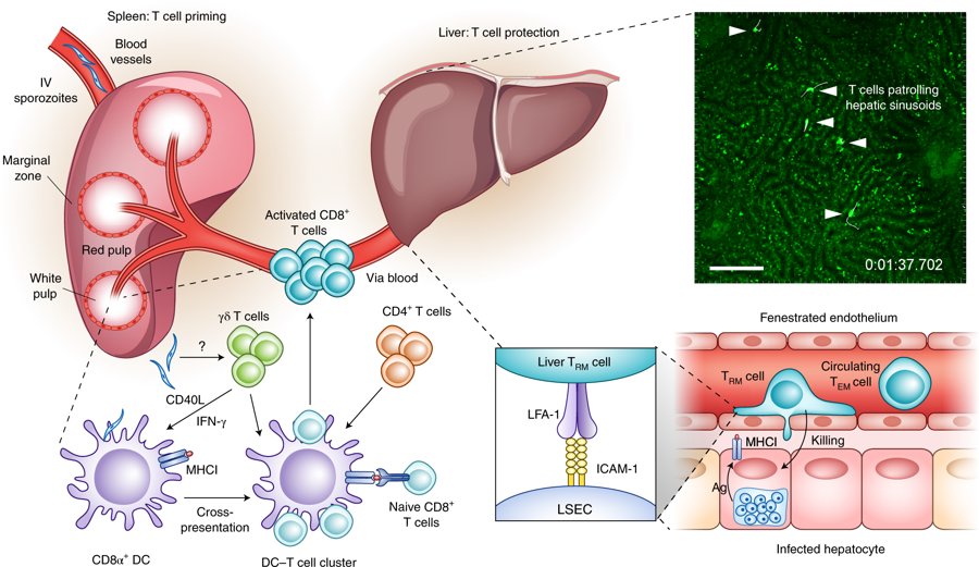 mmw_lmw's tweet photo. #Malaria_Prevention | from Immunological Concepts to Effective Vaccines and Protective Antibodies | Cellular mechanisms of protection in the liver after RAS vaccination | Bob Seder @NIH @NatImmunol https://t.co/sqbisrVnef | #2018_OctReCap https://t.co/IO236eZi9g