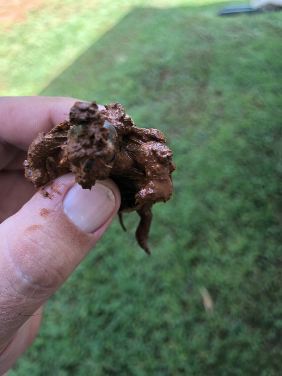 tinytur96346681's tweet photo. Mud bath on a hot day #tinyturtleadventures , #turtlefun, #turtles https://t.co/USjC10hBYt