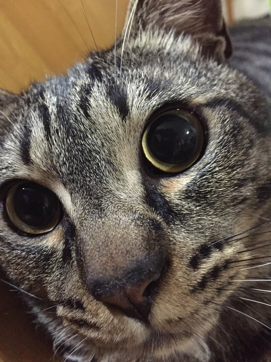 ずんた もっち らんぺこ 肺から出血していた模様です 先生の懸命の心臓マッサージも虚しく息を引き取りました 蘭丸は今 短い手足で虹の橋を渡っていると思います 皆様方 応援ありがとうございました ずんた もっち らんぺこ 肺から出血していた模様です 先生の懸命の心臓マッサージも虚しく息を引き取りました 蘭丸は今 短い手足で虹の橋を渡っていると思います 皆様方 応援ありがとうございました
