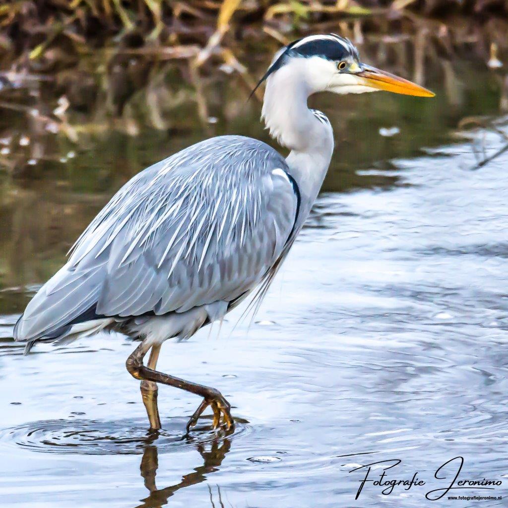 FotografieJeron's tweet photo. De blauwe #reiger in de #kraanvogel pose (denk aan "The karate kid" 🎞️🎬🎥 🙂)..... Je zou bijna denken dat het familie van elkaar is 🤔😀!
#statig #karatekid #Watermolenbeek #Roosendaal #Nispen #Brabant @volgdenatuur @natuuronline @VroegeVogels @vogelnieuws @PuurNatuur https://t.co/FW2eZLlogL