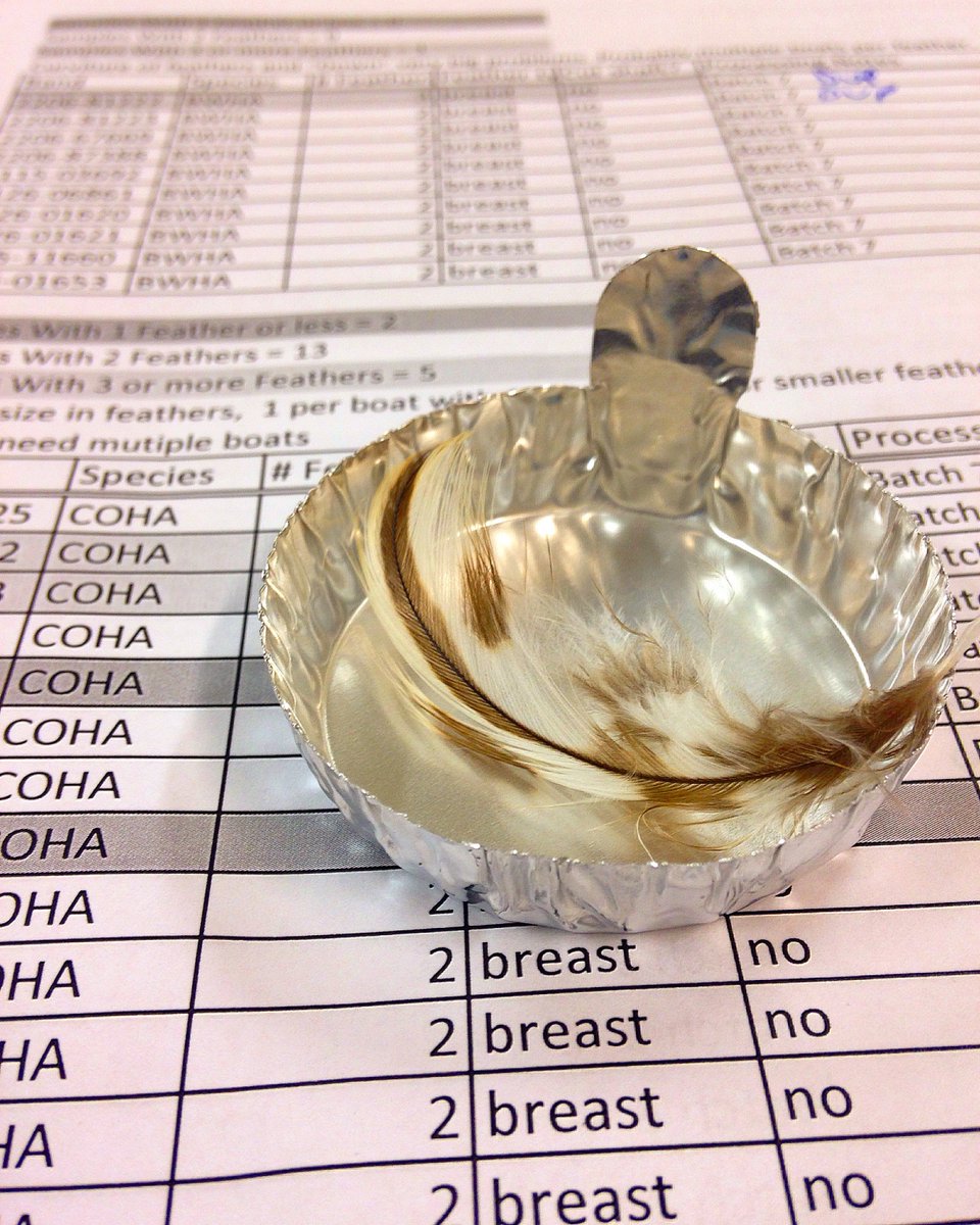 Ryan Bourbour tweet media