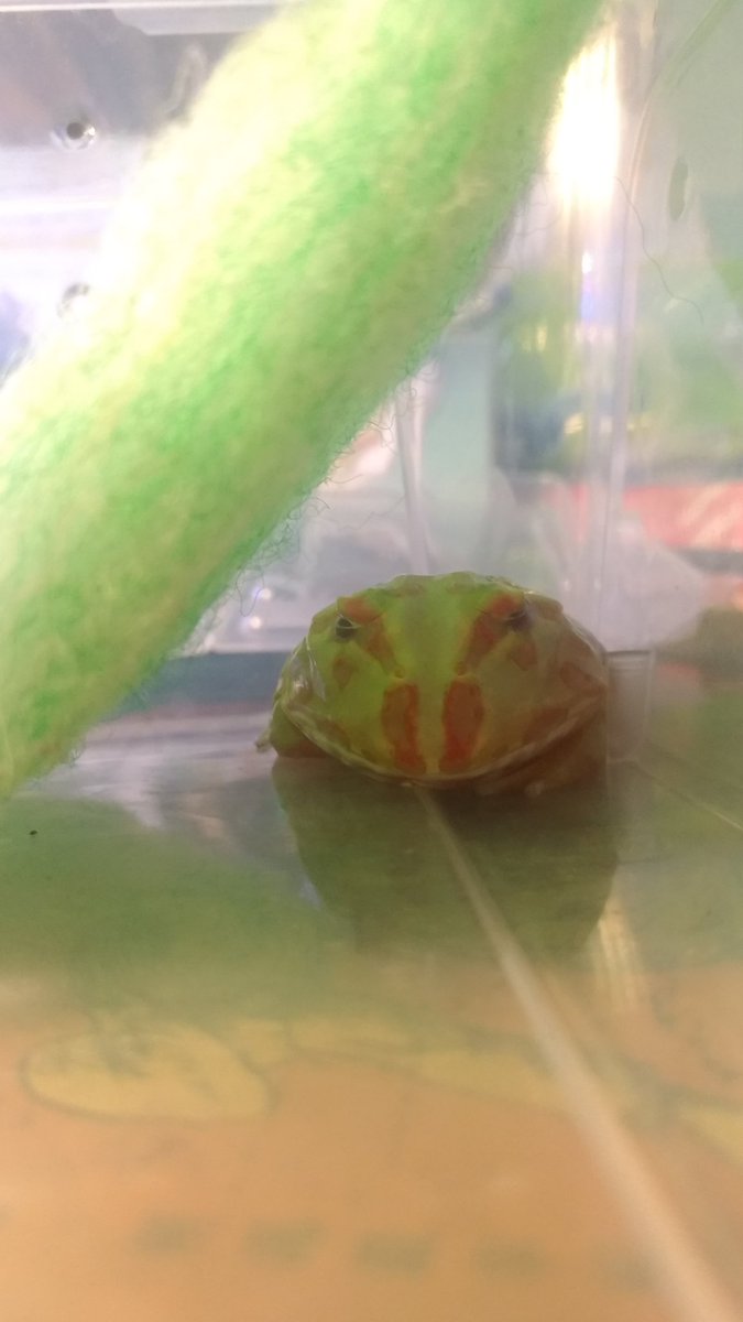 FrogMan13925345's tweet photo. 睡睡
眠りと眠り
Sleeping

 #角蛙 #ツノカエル #frog https://t.co/nt0DZUeZLM