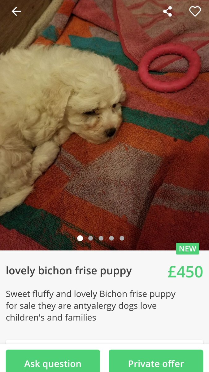 MissingPetsGB's tweet photo. 😟 a wonderfully ethical bunch of listings on @Shpock @ShpockUK this weekend. Sick looking pups, pups in cages, pups so young their eyes haven't opened yet, pups only 10 days old. All in a (every) days work for Shpock and their sellers. 
#vetyourads #puppybreeders #moneyonly https://t.co/3hoPTSUeCv