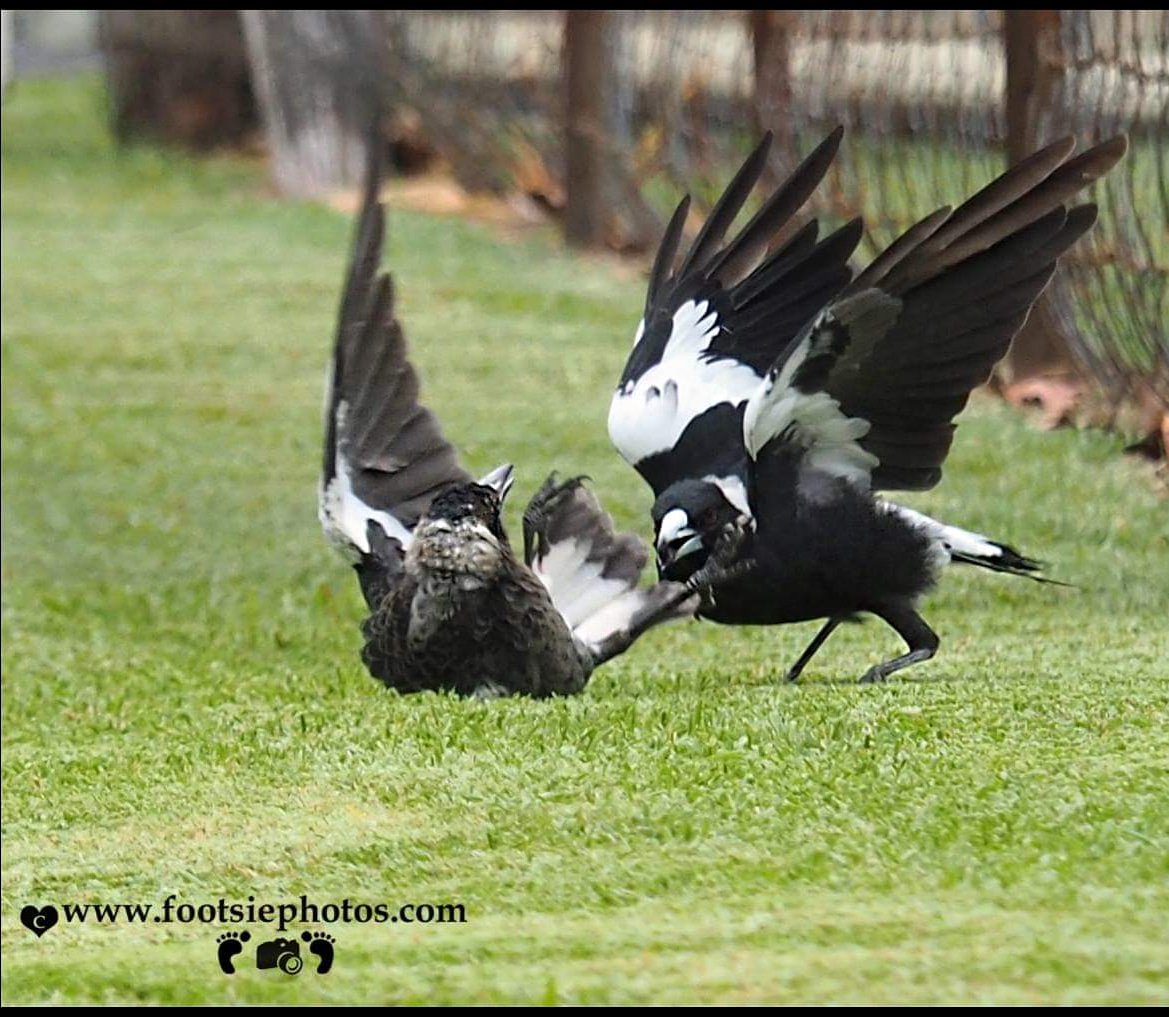 footsiephotos's tweet photo. magpie fun..
I hold my camera with my feet.. #olympus #abcmyphoto #wildlife #queensland #visitmoretonbayregion #mytown #discoverqld #longman #feathers #featheredfriends #nofilter #myseqld #abcopen #snapmoreton #magpie #thephotohour
https://t.co/jadQujmsMi https://t.co/sXnpfQFCBn