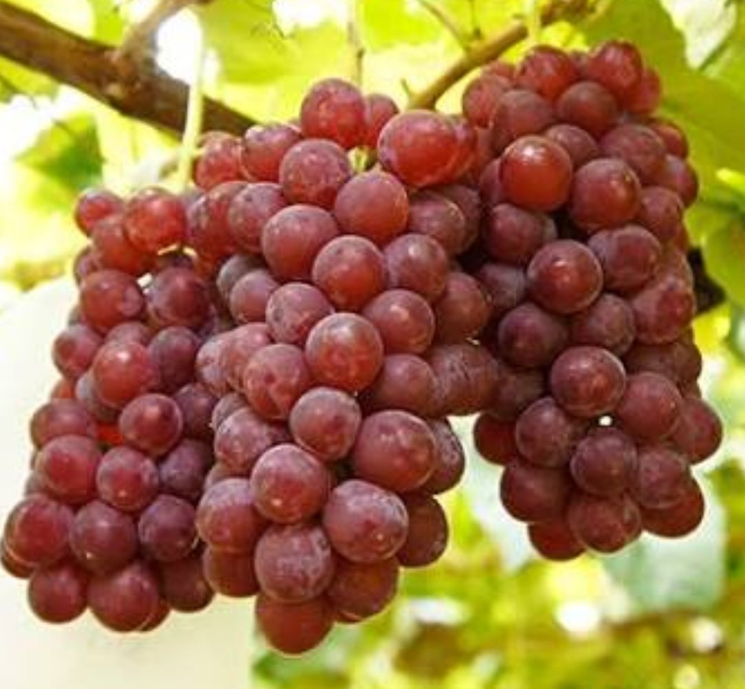 ひぃこ Feat ナミちゃん Twitterren キラウエア と デラウェア が どーしてもごっちゃになる件 ハワイ 火山 ブドウ 種なし