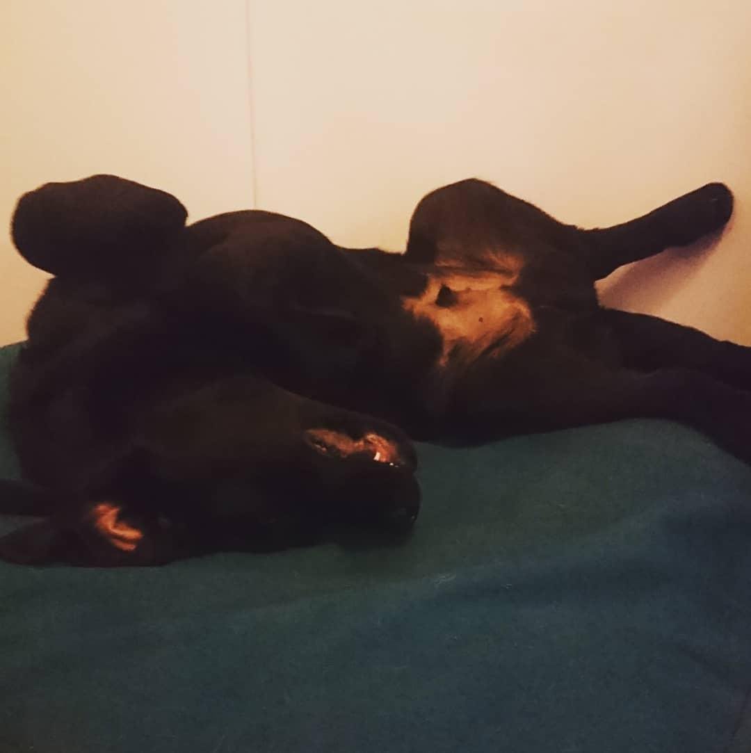 FuturChienGuide's tweet photo. Dur dur la reprise ! Pour l'occasion j'ai envie de vous partager quelques photos illustrant la position favorite du petit Onyl des @chienguideparis ue nous avions pour Noël 😂
#chienguide #chiensguides #chiensguidesparis #LesChiensGuidesCEstWouf #blacklab #OnylChienGuide https://t.co/cLg3ReMSwf