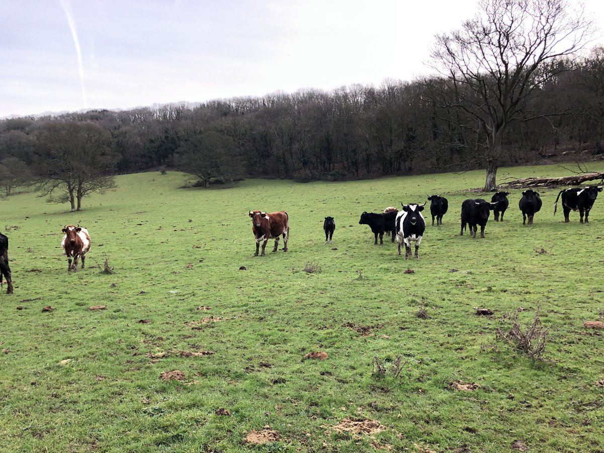 katieandersonuk's tweet photo. Another chilly morning in Hougham! #pasturefed #grassfed #cattle #farming #backbritishfarming #BritishAgri https://t.co/lZd1a0YQR6