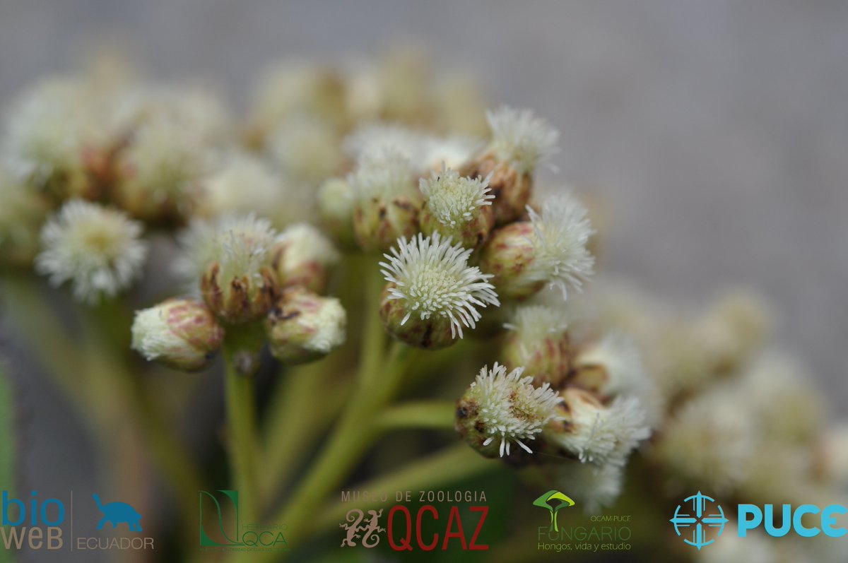 bioweb9's tweet photo. La especie del día. La chilca blanca es un arbusto muy ramificado. Sus hojas cocidas son usadas para tratar  golpes, torceduras, y en la desinfección de heridas. Baccharis latifolia. Napo, Oyacachi. Foto: P. Hidalgo.
Más en: https://t.co/T1bUrku93u
#plants #tropics #biodiversity https://t.co/1xAoLo2gYN