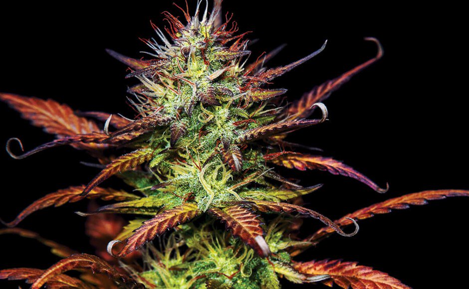 AceTheGrow tweet media