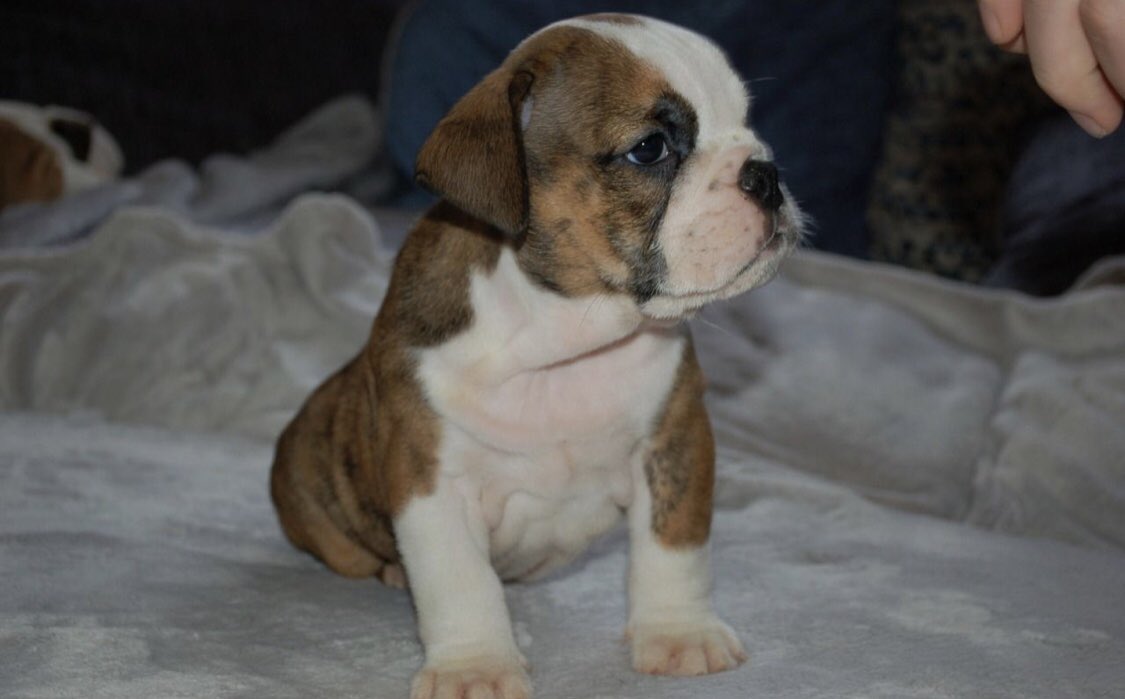 amylouu93's tweet photo. *British Bulldogs FOR SALE*
Merseyside area, DM for details.
Please retweet 😘 https://t.co/gCLDUVav46
