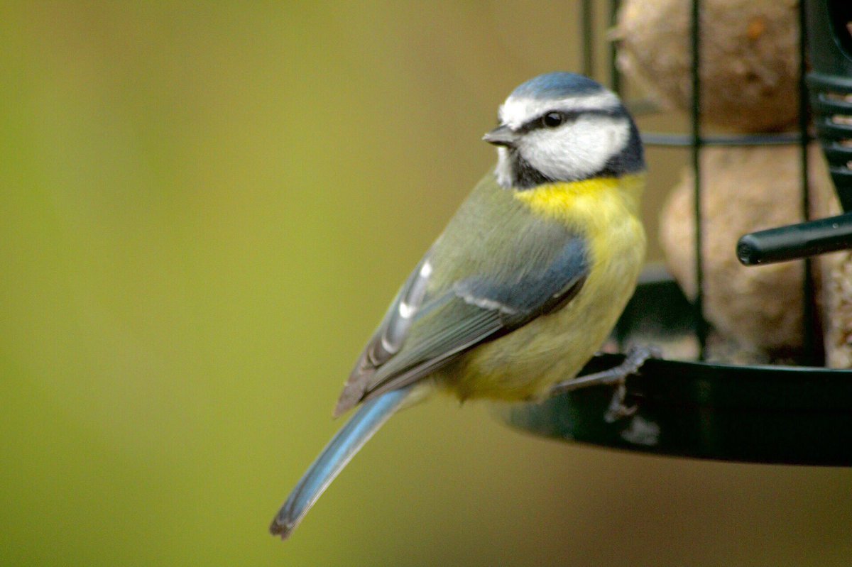 Plenty of birds on the feeders this morning, including this robin, nuthatch and blue tit..