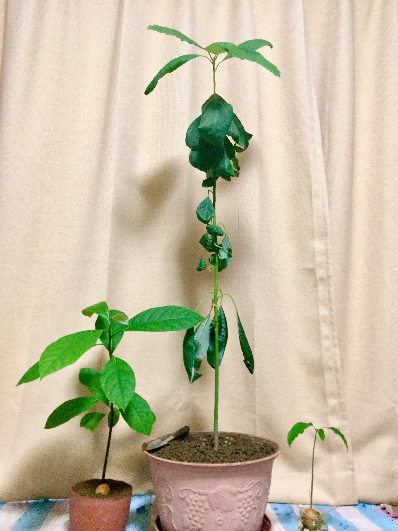 さん على تويتر 去年の5月にはこんなに小さかったアボカド1号は今では高さ95cmに 先端が太陽の方向に曲がる度に逆側に植木鉢回してたせいで葉っぱがぐにゃぐにゃになっちゃったのは反省してる 今年は脇芽を出して欲しい