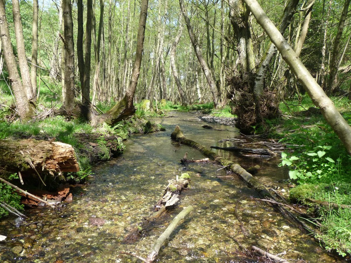 ConopsEnto's tweet image. Chalcosyrphus eunotus, a Staffordshire speciality hoverfly. Find out the best places to find it if you come along to @SISF_2019 on March 2nd. @DipteristsForum @StaffsInverts #YearoftheFly