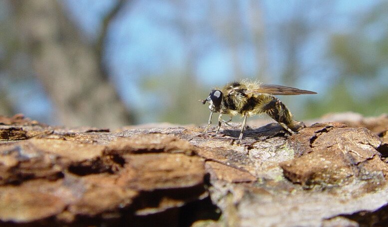Chalcosyrphus eunotus, a Staffordshire speciality hoverfly. Find out the best places to find it if you come along to @SISF_2019 on March 2nd. <a href="/DipteristsForum/">Dipterists Forum</a> <a href="/StaffsInverts/">StaffsInvertGroup</a> #YearoftheFly