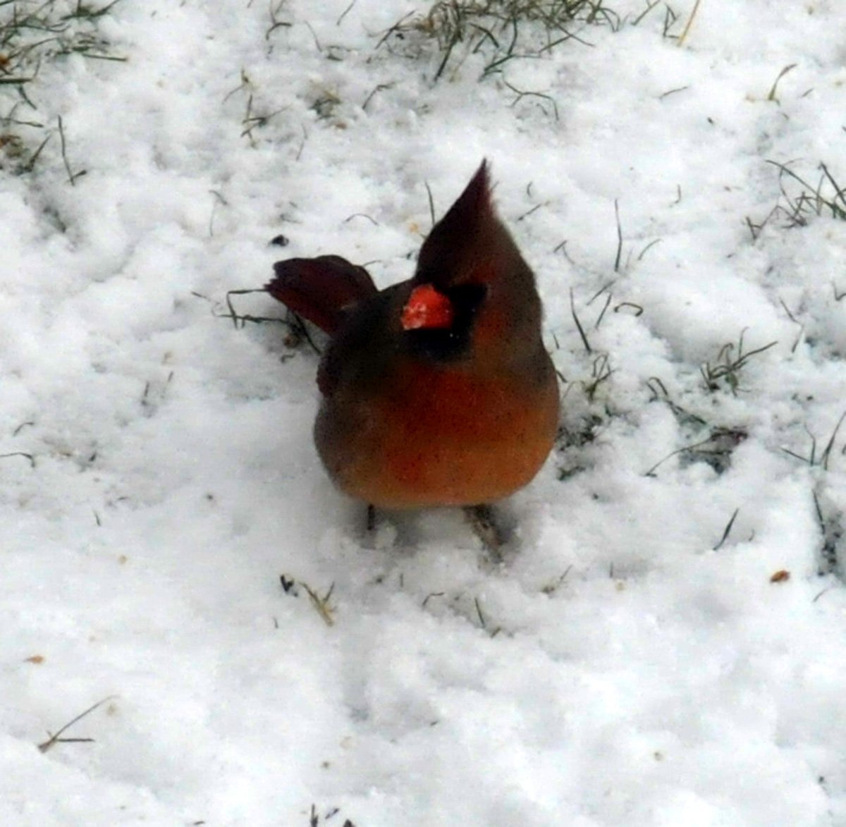 The female cardinal in Bill Dunphy's yard in Inverness, as mentioned on the Bird Hour