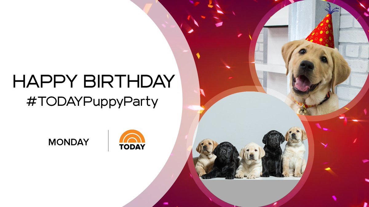 puppy party today show