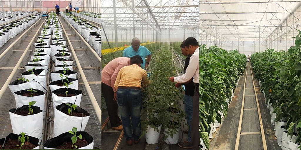 HortiTechIndia's tweet photo. Workshop 🇳🇱🍅🇮🇳 Dutch #greenhouse technology and knowledge, the HortiTechIndia way forward on 17 January in Bangalore: https://t.co/yUBRGoXA4q https://t.co/yOEGtWS1ud
