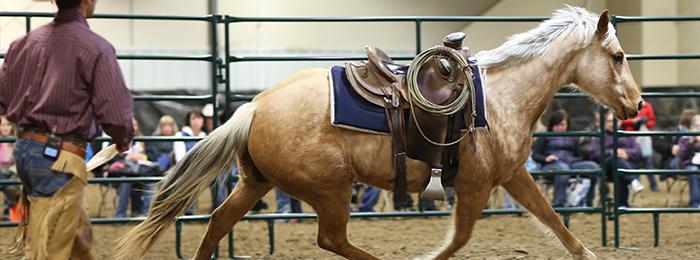 Horse Industry eNews January 2019 - check it out! conta.cc/2CPBMU0