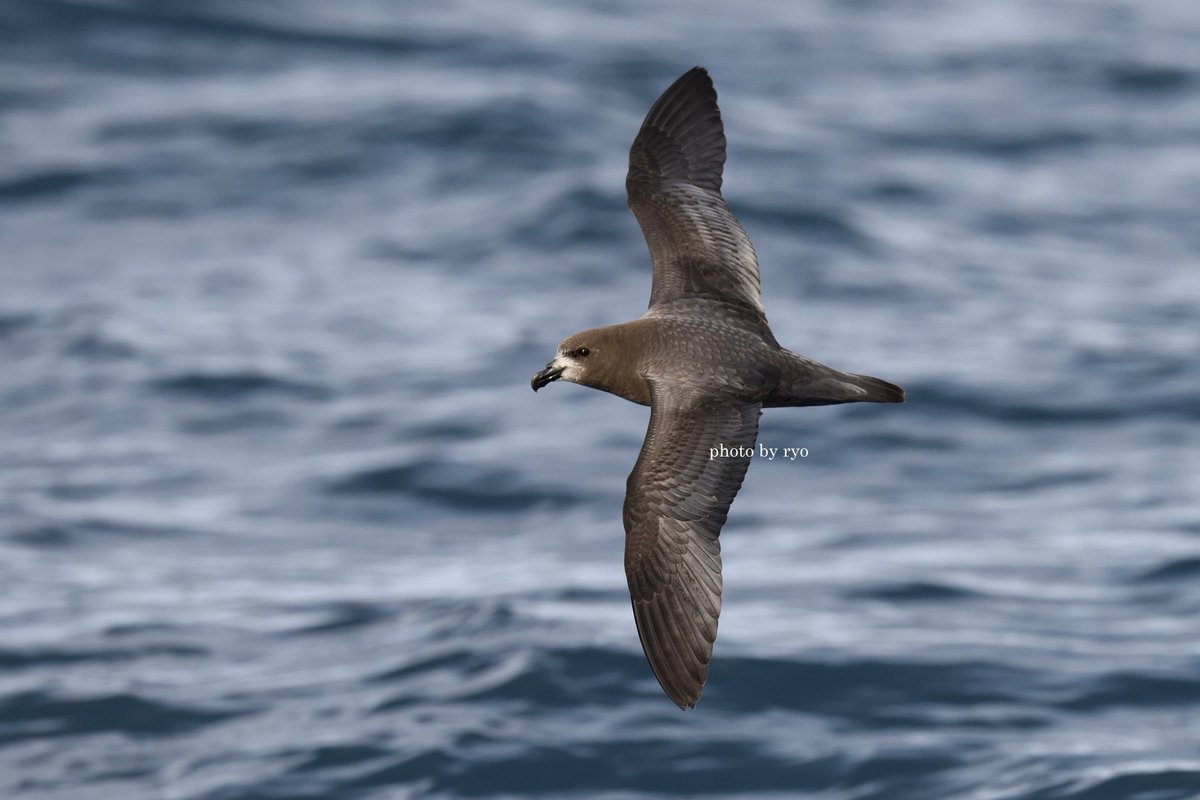 この海の鳥が見たくて、少し南へ行ってました( ˘ω˘ )
Tasman Sea is amazing!!!