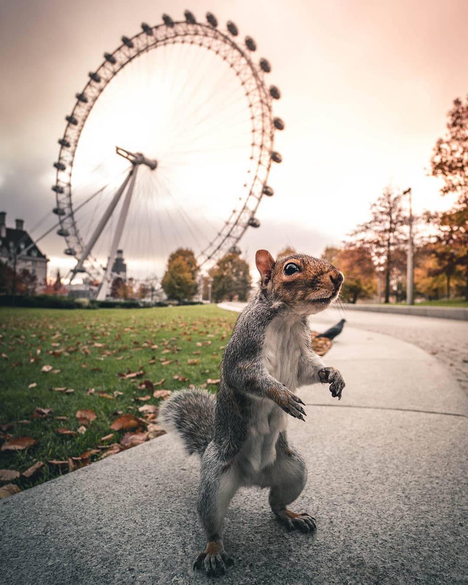 thdiplomathotel's tweet photo. 🌳 While exploring London parks and gardens, get ready to encounter bushy-tailed Londoners 🐿
📸 Photo courtesy: @londonsbest
#london #visitlondon #travel #traveling #vacation #visiting #mytravelgram #travelgram #travelingram #igtravel #hotelinlondon https://t.co/HdubAsqCsJ
