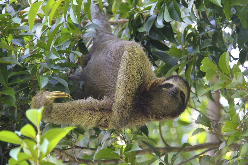 PerkySloth's tweet photo. My brain says go this way. 
My paw goes that way.  🙄
#SlothWorldProblems 

Maybe I need some sleep 😴
#MondayBlues https://t.co/RdN54qVU9X