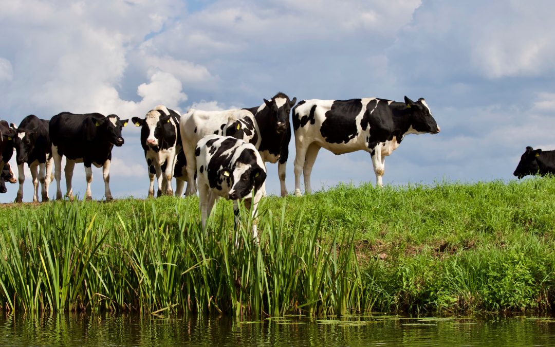 Rural_Surveyor's tweet photo. Deadline is 31st Jan for applications - don't miss out!

£5,000 grant available to Midlands farmers to help improve the environment...

#Farming #FarmingGrant #WorcestershireHour https://t.co/p2QRboi5Pp https://t.co/taZ54dXfeX