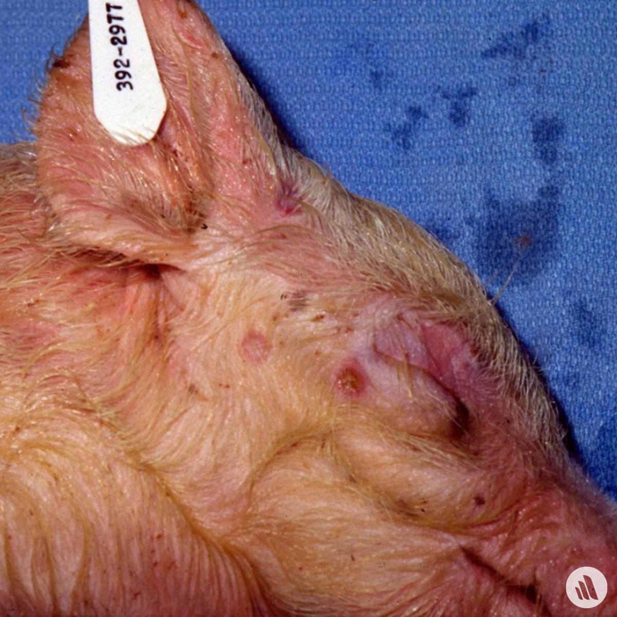 MerckVetManual's tweet photo. Can you name this condition? 
[Hint: An acute, often mild, infectious disease characterized by skin eruptions that affects only pigs.]
#VeterinaryMedicine #VetMed https://t.co/52yPIApBpS
