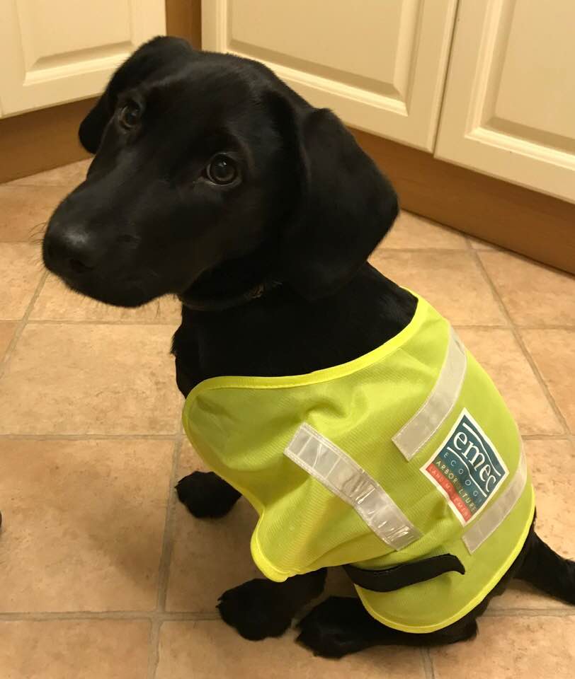 Zoe's new puppy Ouzo is getting ready for the ecology survey season. He's still got a few months before it starts to grow into his PPE.