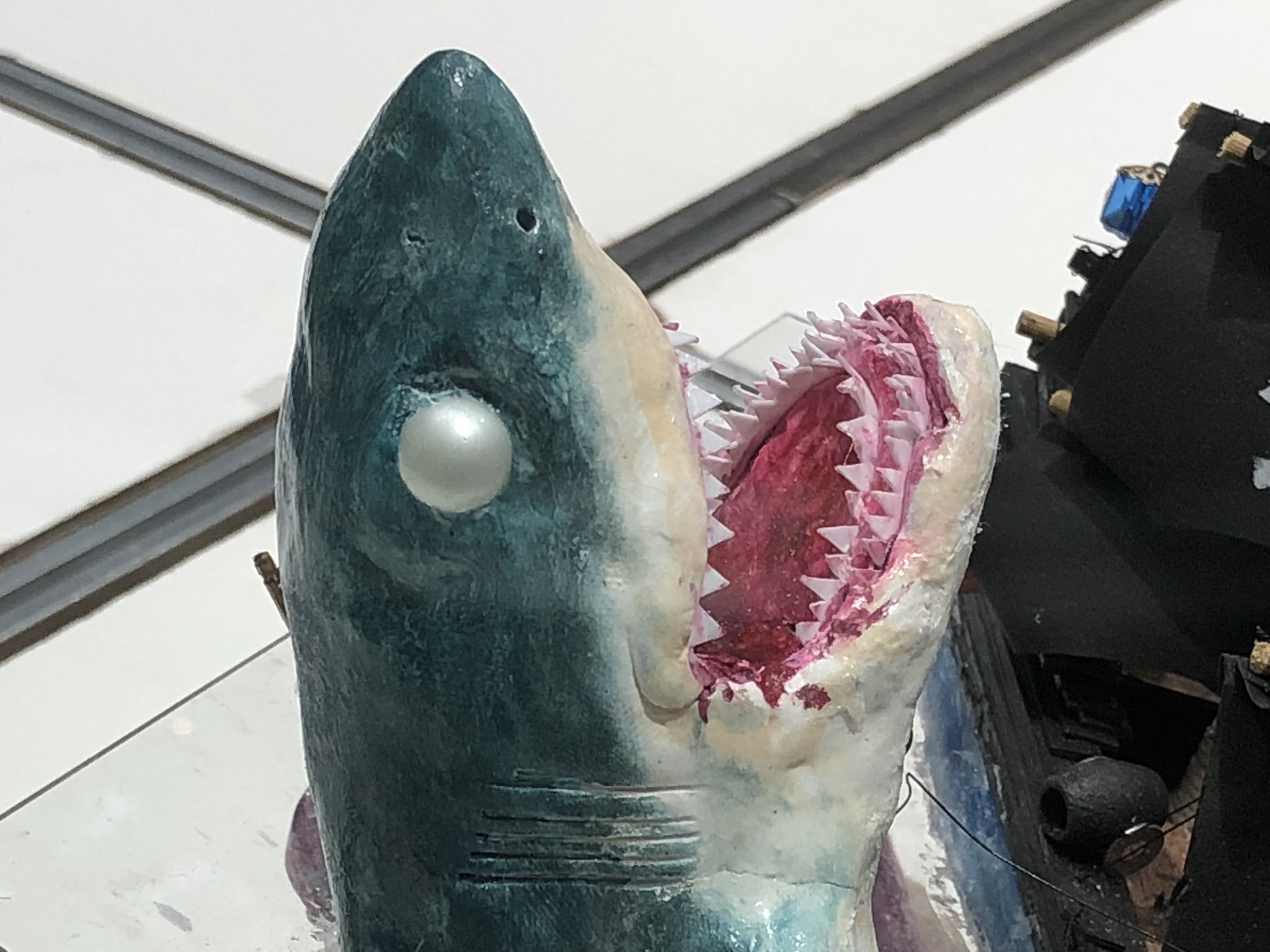 ホホジロザメの歯 2 サメの種類とサメの歯について : Tribal Spirits