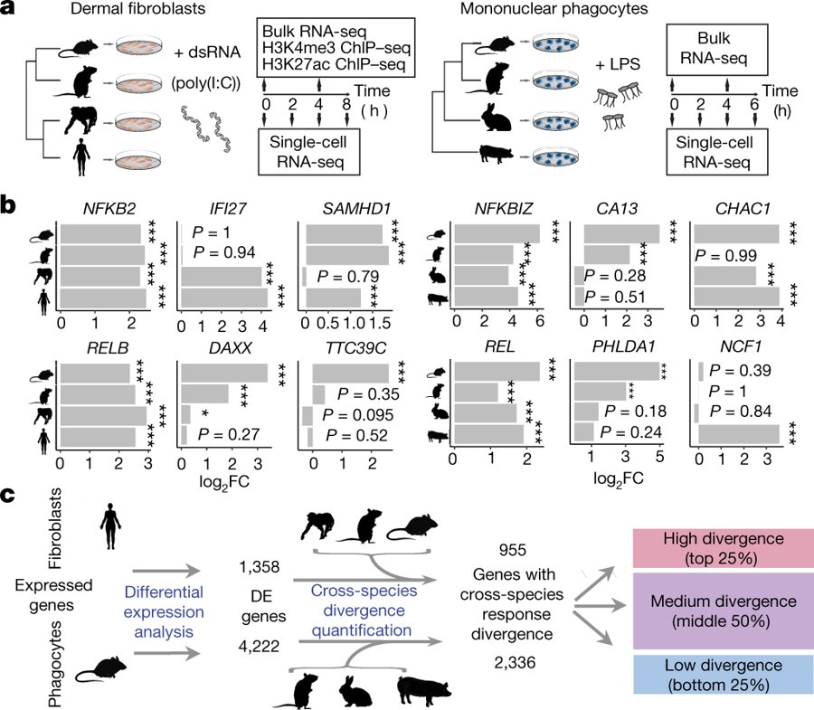mmw_lmw's tweet photo. #Innate_Immunity | Bulk and #SingleCell_Transcriptomics after monocyte challenge in vitro: response divergence across Cells and Species | Sarah Teichmann @sangerinstitute @nature https://t.co/L5IB3BBHIP | #2018_OctReCap https://t.co/QdLieGsgxU