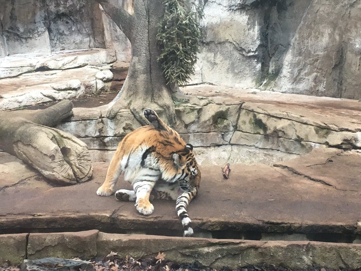 PotawatomiZoo's tweet photo. #DYK that tigers do the cat leg thing too? #catsiscats #amurtiger #tiger #somagnificent #notethechristmastreeandbone #tigerpresents #catlife #CatsOfTwitter https://t.co/2lOsKZHbRr