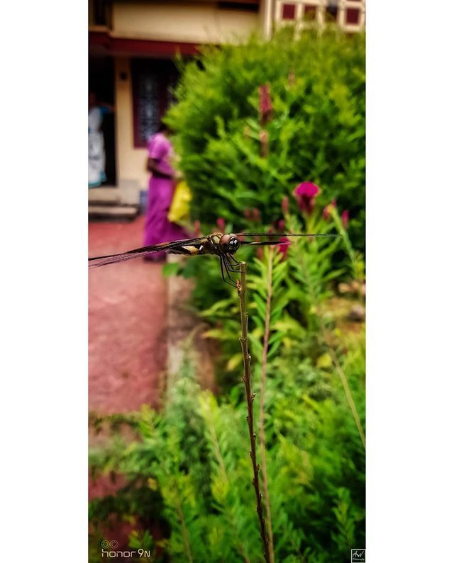 ajaywarriers's tweet photo. The Dragonflies brings dream in to reality and enlightenment from other realms...☺️☺️
#photography #nature #insects #insect #dragonflykeep #dragonflyfibers #dragonfly #dragonflys #dragonflypose #dragonflywings #dragonflytribe #dragonflylove #dragonflyart… https://t.co/fW5Lo6VusS https://t.co/TbHBhUoiKX