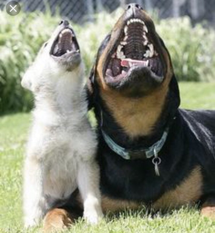 This Saturday <a href="/FAImprov/">The Free Association</a> we ladies are celebrating the new year with a VERY exciting line up. Book your lols now 7.30pm thefreeassociation.co.uk/fashowslist/la…