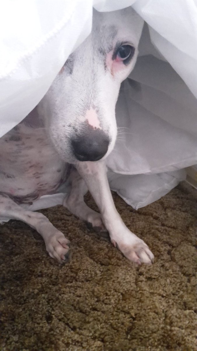 Penny_theDog1's tweet photo. Hiding from your responsibilities like...
#wrappedup #hidingplace #unimpressed #mondaymood @DogsTrust #MondayBlues #NeedAHoliday #dogs #dogslife #dogsoftwitter #RescueDogsRock #cuteanimals #help #notfair #NotUpForThat #ImStayingHere https://t.co/LAoHv9mJGi
