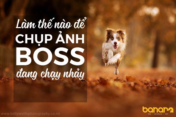 Bananapet2's tweet photo. 6 mẹo chụp ảnh cho chó mèo https://t.co/7A3QlLNNpd https://t.co/PtIXVX7BUi