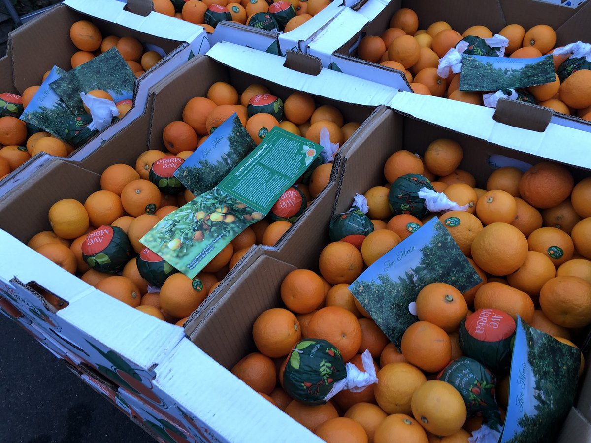 Dudmans's tweet photo. Organic Seville’s on there way to batching https://t.co/OO5wAFR6Nr