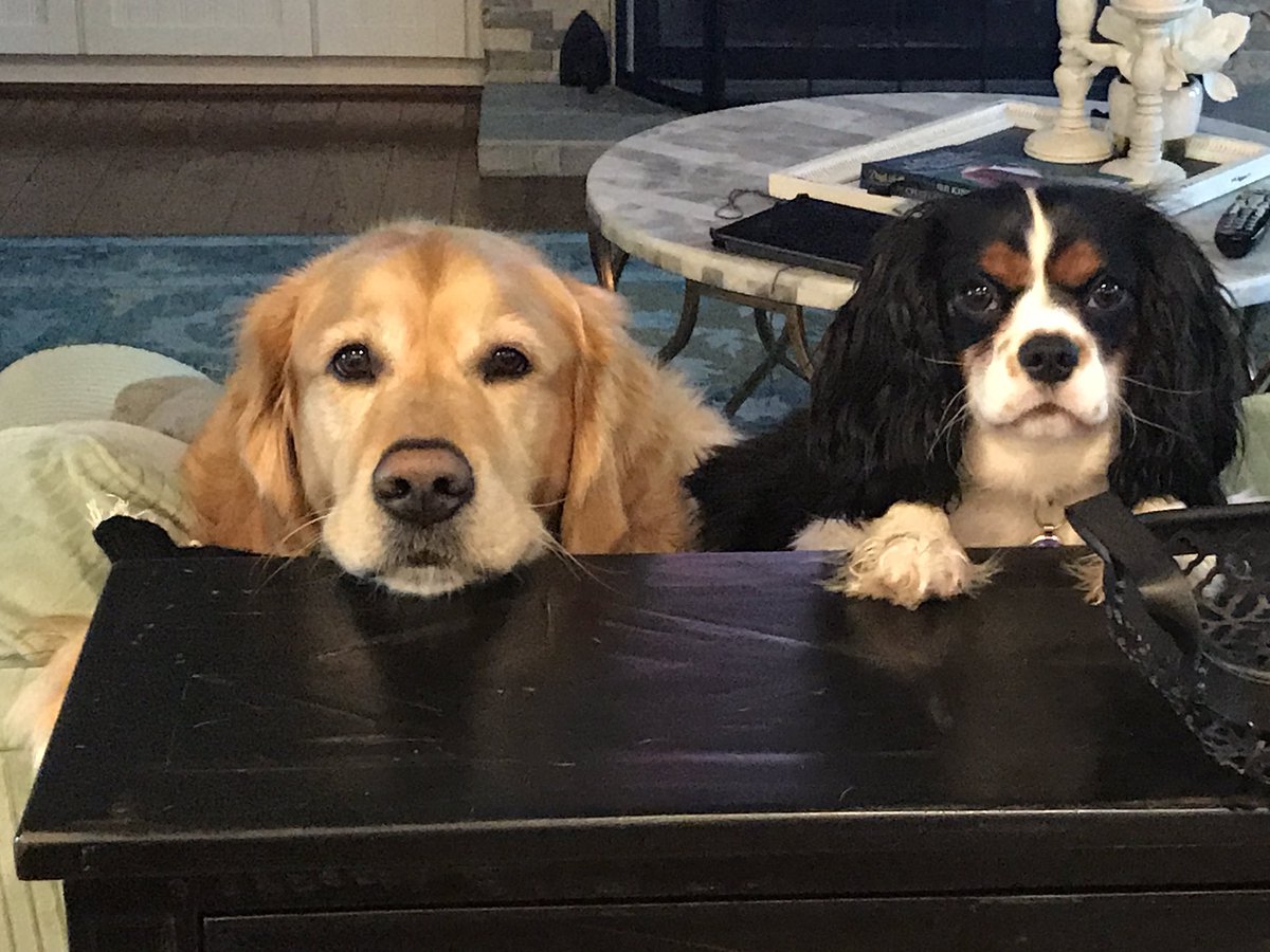 SweetSoHomes's tweet photo. #TODAYPuppyParty https://t.co/Pd5MEDvOtP