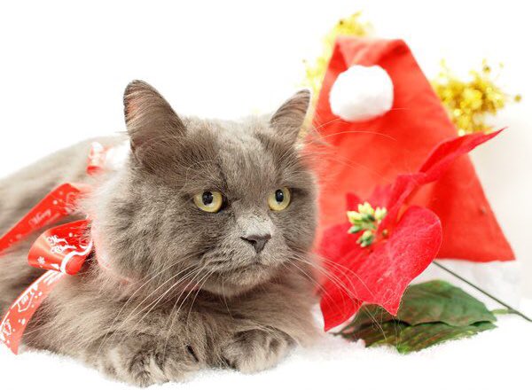 牛の丸焼きのtwitterイラスト検索結果 古い順