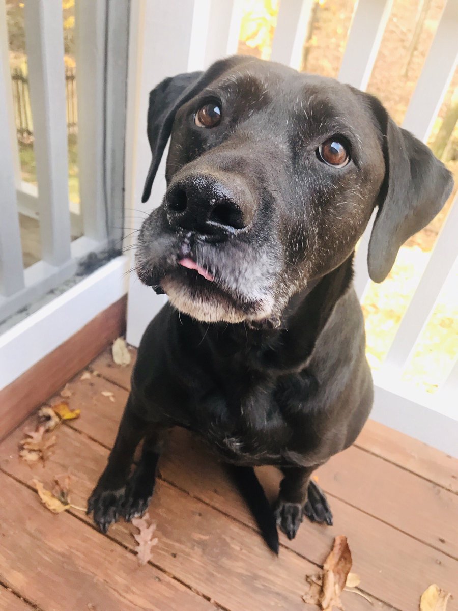 tayyzu's tweet photo. #TODAYPuppyParty https://t.co/aQdFIFTTub