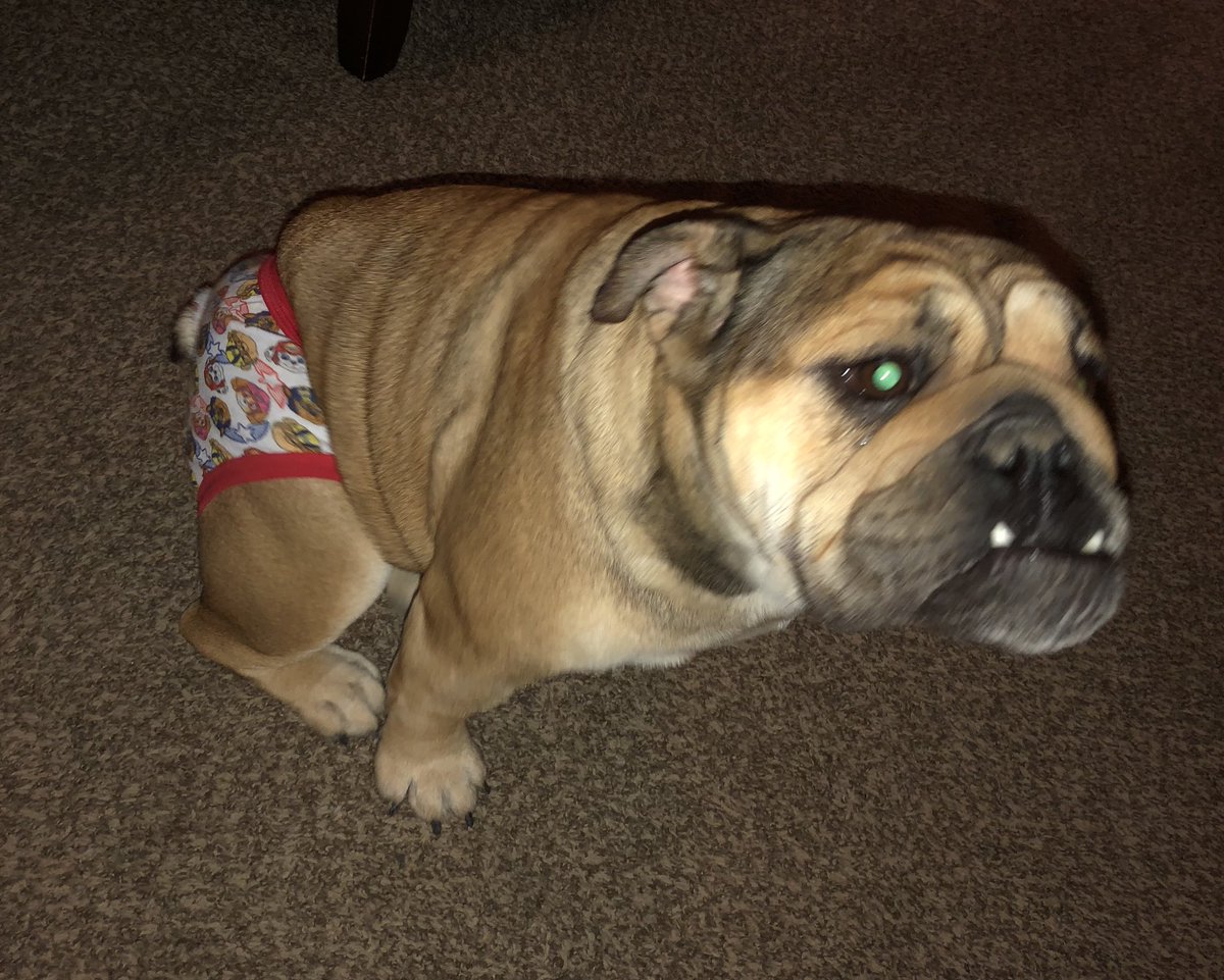 sjohnson72699's tweet photo. Tiny says “do my paw patrol panties make my butt look big?” Hoping to make it through this “heat” without too much of a mess 😂😂 #EnglishBulldog #LoveHer #JoysOfBeingAWoman https://t.co/I9SPeMJFBW