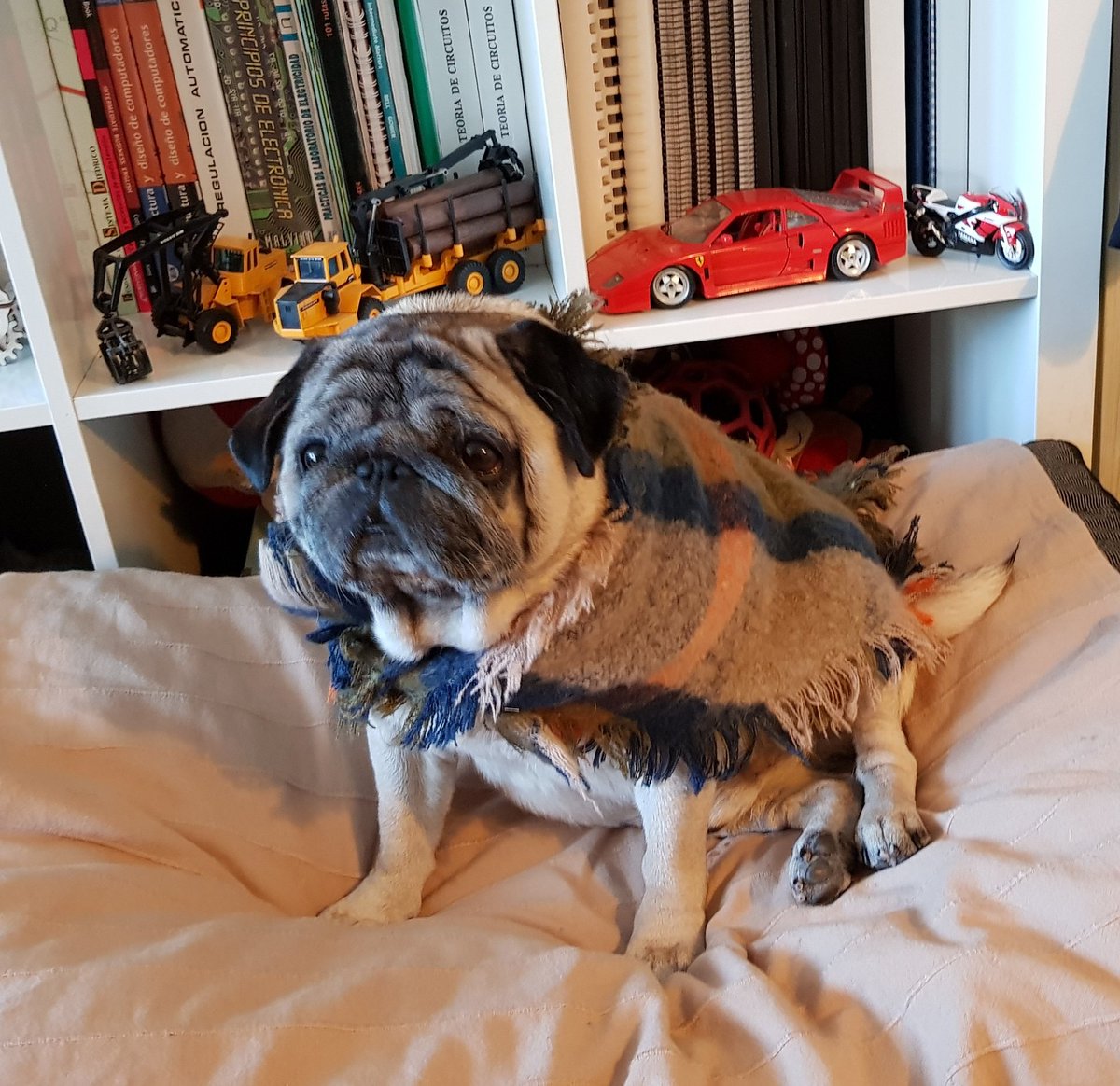 Lucas_Pug's tweet photo. The wheather is a bit cool https://t.co/h7QdCLb4pZ