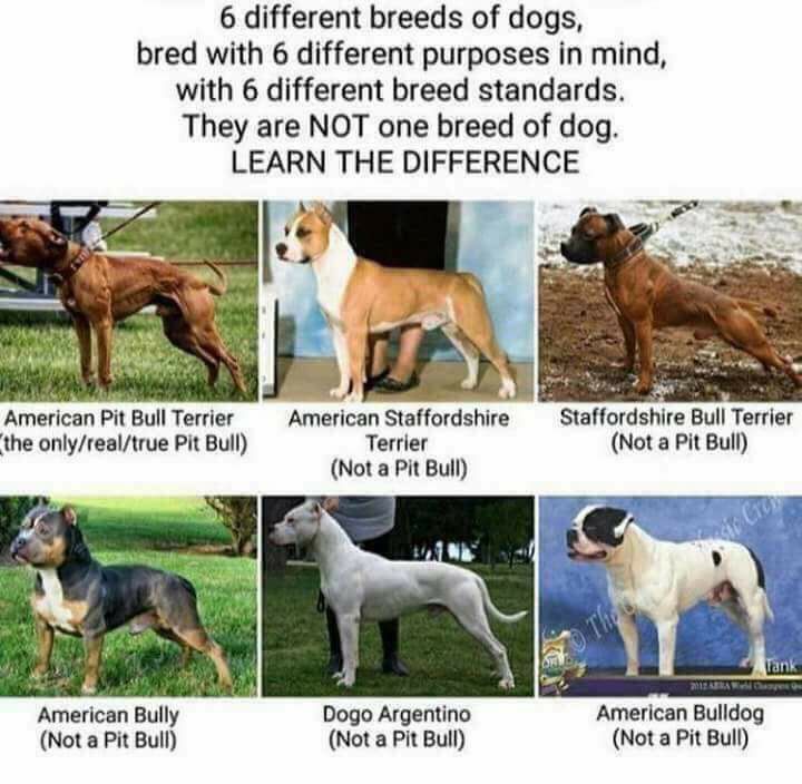 Only 1 Of These 6 Breeds Is An American Pit Bull Terrier But All American Pit Bull Terrier