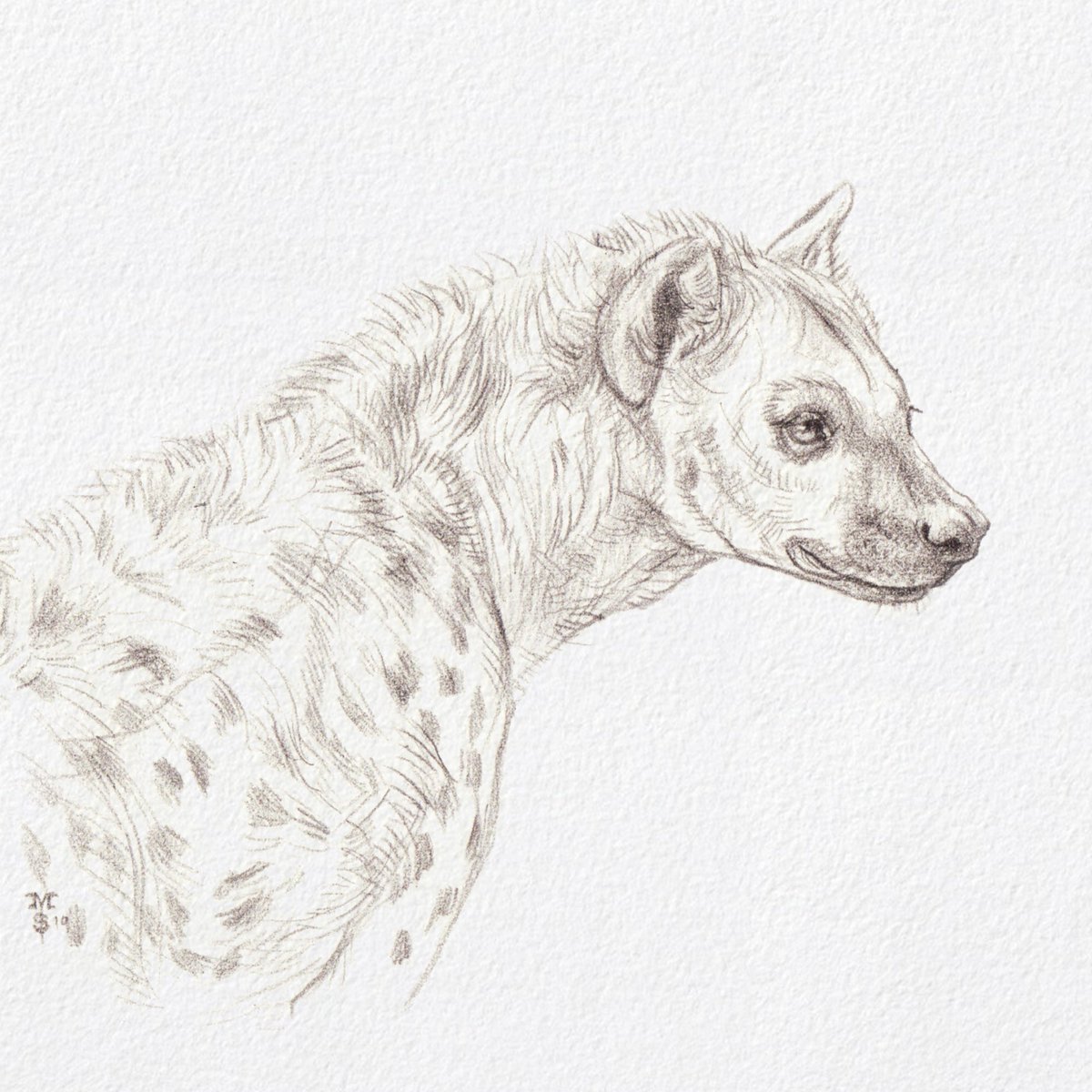 Graphical vintage sketch of hyena vector  Stock Illustration  88575944  PIXTA