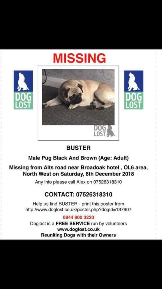 <a href="/hitsradiouk/">Hits Radio</a> could you please share these lovely missing dogs in Manchester on fb twitter anywhere possible please @MissGAtkinson <a href="/DebbieMacRadio/">Debbie Mac</a>