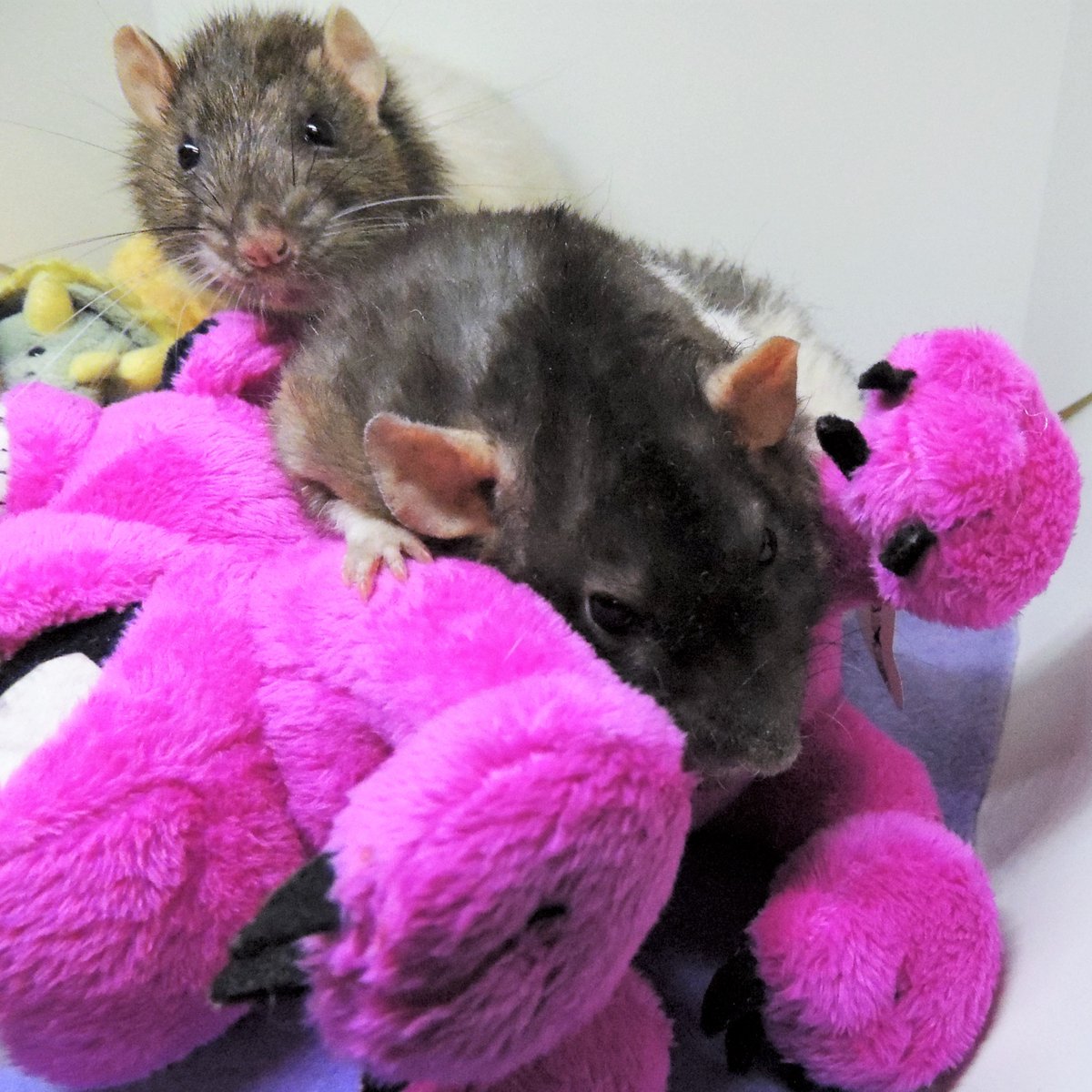 MotherToRats's tweet image. When your best friend keeps asking if you're okay but all you want is for the room to stop spinning long enough for you to puke straight!! haha! #boysnightout #girlsnightout #messynight #holdmyhairback #sickasadog #bestfriendgoals #rats #ratsoftwitter #dumborat #petrat #cuterats