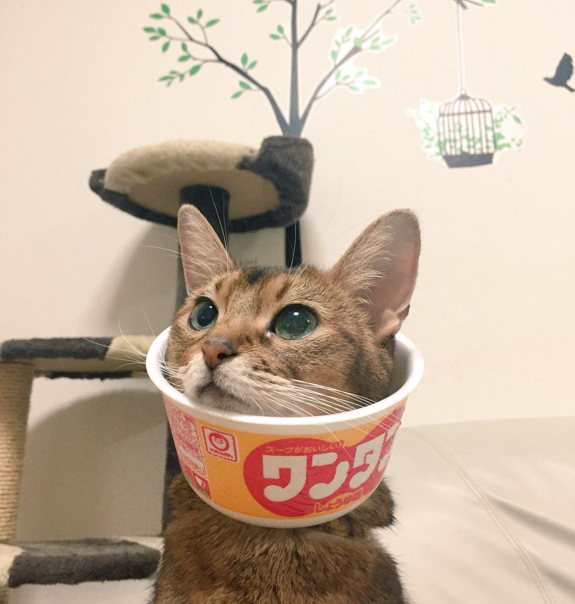 カップ麺カラー