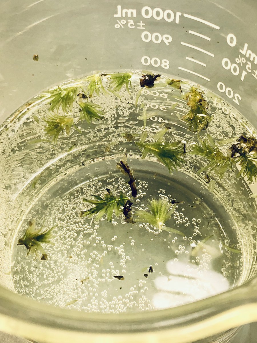 PettwayAJ's tweet photo. Me: Winter break was not kind to our Elodea. Student 1: Wait! Why are the crispy tips still so green? Let’s see what happens if we put ‘em in water. Student 2: We can see if they can still use CO2 with BtB! #ProudTeacher #SurvivalStrategies #AccidentalScience #NGSS @SASchina https://t.co/1eN4VCg5dh